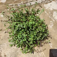 گل شاداب خانگی 65.