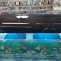 اکواریوم|ماهی|تربت جام, اسماعیل آباد|دیوار
