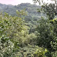 خونه باغ روستایی|فروش زمین و ملک کلنگی|شیرود, |دیوار