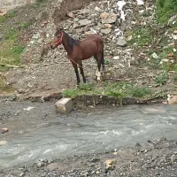 اخته ۸ ساله ( یخته) سیلوانا معاوضه با موتور سیکلت