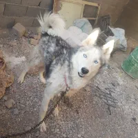 سرپرستی گرفتن سگ هاسکیس