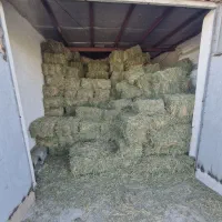 یونجه خشک و درجه یک - مناسب دام گاو  گوسفند اسب|حیوانات مزرعه|دشت ذهاب, |دیوار