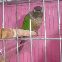 گرینچیک مولد خوشکل|پرنده|ابهر, |دیوار