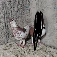 کبوتر ساده افشون فقط پیام جواب گو هستم