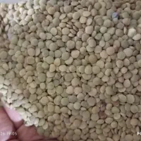 عدس امسال اردبیل|خوردنی و آشامیدنی|تهران, شکوفه (عبدل آباد)|دیوار