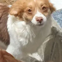 ماده پامر اشپیتز