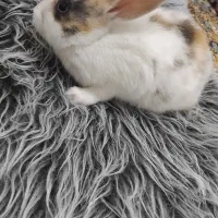 توله خرگوش|موش و خرگوش|مسجد سلیمان, |دیوار