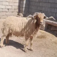 شهرستان کرخه خاشیه دز|حیوانات مزرعه|اهواز, دغاغله|دیوار