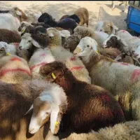 (مرکزدام)جهت فروش زنده برا قربانی نذری نذورات مصرف