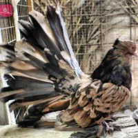 گروه خرید و فروش انواع پرنده در تهران