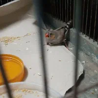 فنچ فنج نر|پرنده|قم, جمکران|دیوار