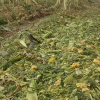 فروش  ذرت علوفه دانه دار