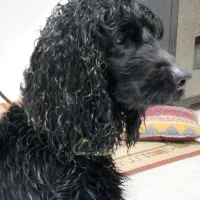 سگ کوکر اسپانیش