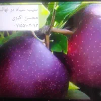 فروش انواع نهال میوه