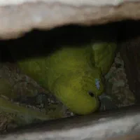 مرغ عشق انگلیسی روی تخم|پرنده|قائم‌شهر, |دیوار