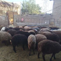 10عدد بره جفتی 58کیلو|حیوانات مزرعه|پاکدشت, پاکدشت (مامازند)|دیوار