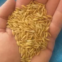 پول چلتوکی چمپا