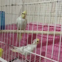 عروس لوتینو