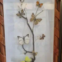 تابلو پروانه طبیعی