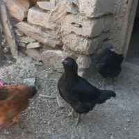 جوجه مرغ