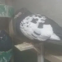 جفت سینه|حیوانات|مشهد, اسماعیل آباد (سپاد)|دیوار