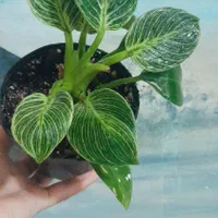 کارنوزا ابلق،مانسترا،جواهر،مرمری
