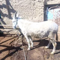 حیوانات مزرعه