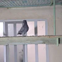 نر بالغ ضمانتی