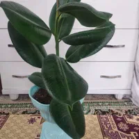 گل طبیعی|گل و گیاه طبیعی|آستارا, |دیوار