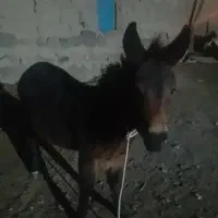 قاطر|حیوانات مزرعه|کوثر, |دیوار