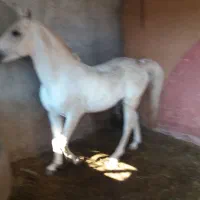 اجاره حیاط دربست برای نگهداری اسب