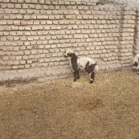 ۱رآس بره ماده پلنگی ،جنس دار ،خوراک خور