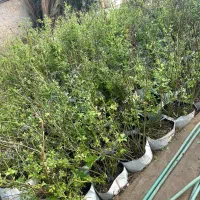 فروش ارقام گلدانی