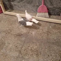 کفتر|پرنده|بروجرد, |دیوار