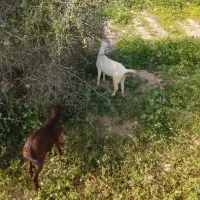 تعداد 40گوسفند