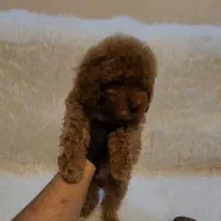 توی پودل فرفری رد|سگ|رشت, گلباغ نماز|دیوار