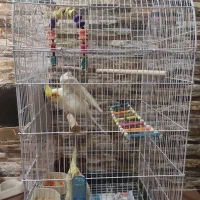 جفت مولد با قفس‌و‌جوجه