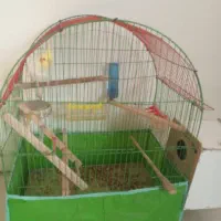 عروس هلندی