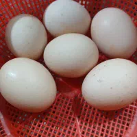 تخم مرغ برهما و کردن لختی محلی