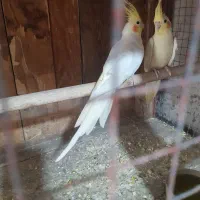 عروس هلندی و مرغ عشق