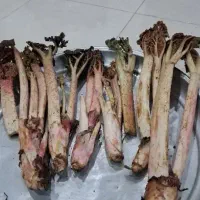 ریواس تازه درجه یک