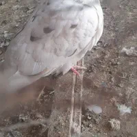 ۶ عدد کفتر تهرانی و۱ شهرستانی  بفروش می‌رسد