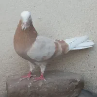 کفتر