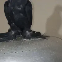 کبوتر|پرنده|ایلخچی, |دیوار