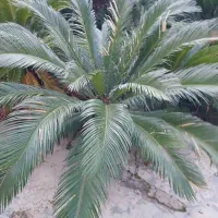 فروش فوری تعدادی سیکاس|گل و گیاه طبیعی|عباسآباد, |دیوار