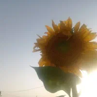واگذاری سگ قبول میکنم