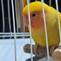 جفت پرنده کوتوله برزیلی