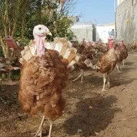 فروش ده عدد بوقلمون نیمچه