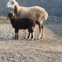 گوسفند جوان با بره نر جنس