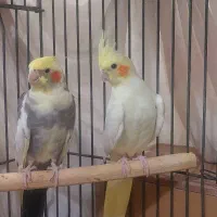 دو جفت عروس هلندی مولد|پرنده|ری, هاشم‌آباد|دیوار